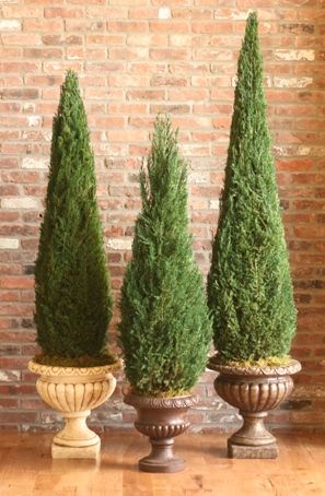 Preserved Cone Topiary 40-120 - Click Image to Close